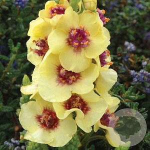 Verbascum 'Dark Eyes' GM C1.3 BIO