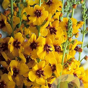 Verbascum signum GM C1 BIO