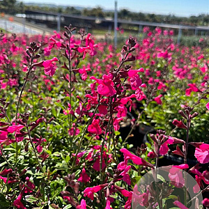 Salvia greggii 'Mirage Hot pink' GM C1.3 BIO
