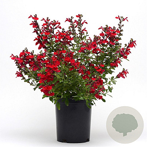 Salvia gr. Mirage Cherry Red GM C1.3 BIO