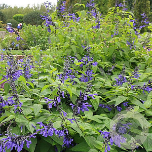 Salvia guaranitica 'Black and Bloom' GM C1.3 BIO
