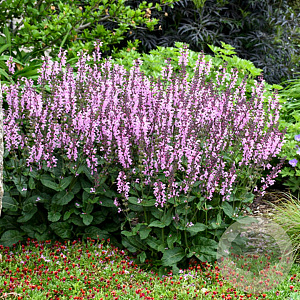 Salvia 'Pink Dawn' GM C1.3 BIO