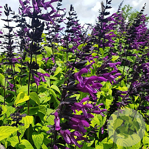 Salvia 'Purple & Bloom' GM C1.3 BIO