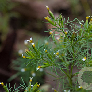 Tagetes filifolia GM C1 BIO