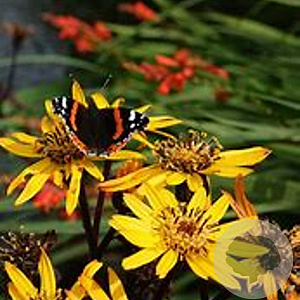 Ligularia dentata 'Pandora' GM C1.3 BIO