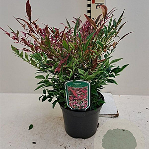 Nandina domestica 'Red Light' 20-25 cm 2,0L