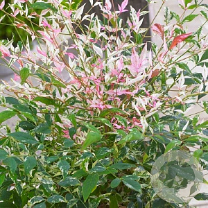Nandina domestica 'Twilight' 20-25 cm 2,0L