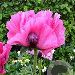 Papaver Pink Perfection GM C1.3 BIO