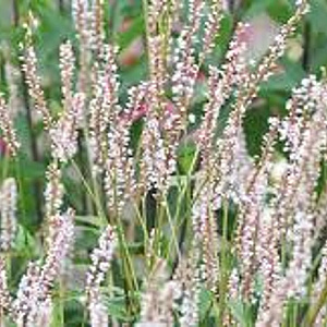 Persicaria amplexicaulis 'JS Misty Morning' GM C1 BIO
