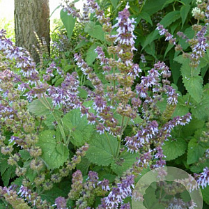 Salvia verticillata 'Hannay's Blue' GM C1.3 BIO