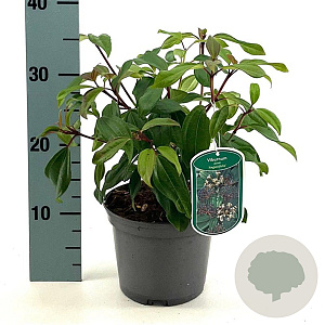 Viburnum davidii 'Angustifolium' 25-30 cm 2,0L