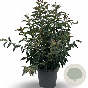 Viburnum farreri 'December Dwarf' 60-80 cm 12L