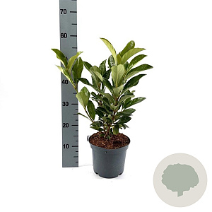 Viburnum japonicum 40-50 cm 3,0L