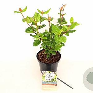 Viburnum tinus 'Rock 'n Rolla'PBR 30-40 cm 3,0L