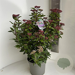 Viburnum tin. Spirit 35-40 cm  met knop