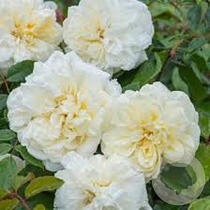 Rosa (K) 'Albéric Barbier' A kwaliteit wortelgoed vanaf 2 tak