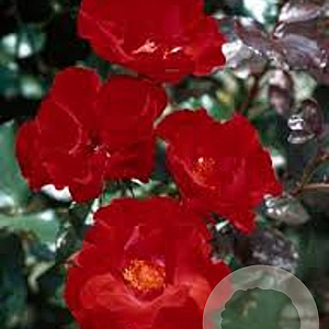 Rosa (F) Amsterdam GM C3