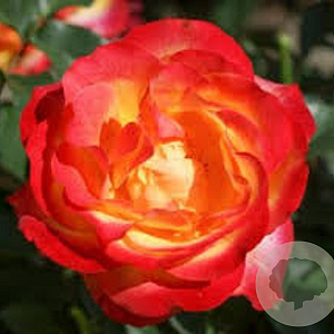 Rosa (F) Antigua gm 4,0L