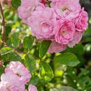 Rosa (RA) 'Apple Blossom' gm 4,0L