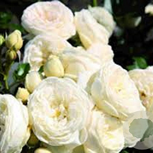 Rosa (H) Artemis gm 4,0L