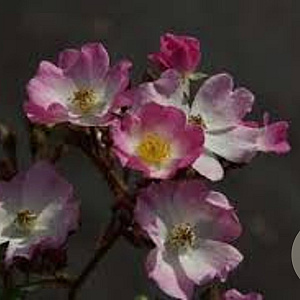 Rosa (H) 'Ballerina' 110 cm stam 7L