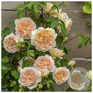 Rosa (K) Bathsheba A kwaliteit wortelgoed vanaf 2 tak