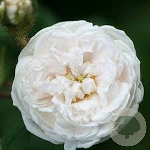 Rosa (H) 'Blanche Moreau' gm 4,0L