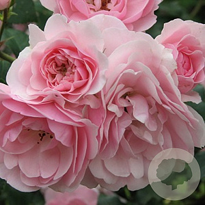 Rosa (F) 'Bonica' 110 cm stam 7L