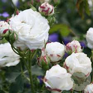 Rosa (H) 'Boule de Neige' A kwaliteit wortelgoed vanaf 2 tak