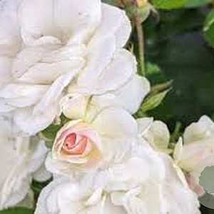 Rosa (H) Bouquet Parfait gm 4,0L