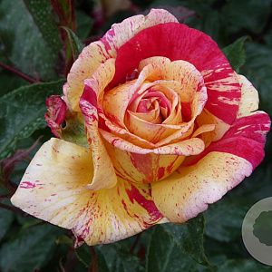 Rosa (T) Broceliande A kwaliteit wortelgoed vanaf 2 tak