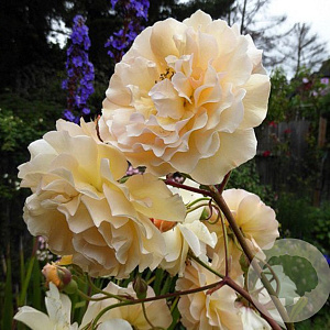 Rosa (H) 'Buff Beauty' A kwaliteit wortelgoed vanaf 2 tak