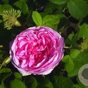 Rosa Chapeau de Napoleon gm 4,0L