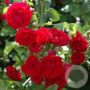 Rosa 'Chevy Chase' gm 4,0L