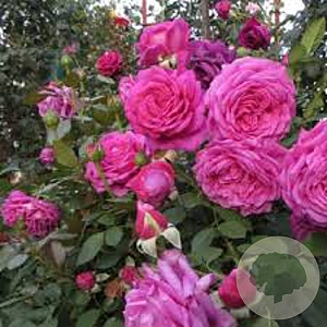 Rosa (F) Claire Marshall A kwaliteit wortelgoed vanaf 2 tak