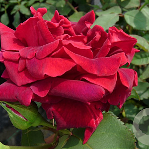 Rosa 'Climbing Crimson Glory' A kwaliteit wortelgoed vanaf 2 tak