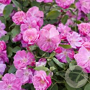 Rosa (H) 'Complicata' gm 4,0L