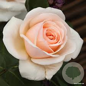 Rosa Courage AA. kwaliteit wortelgoed