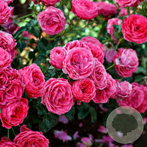 Rosa (H) Dolce gm 4,0L