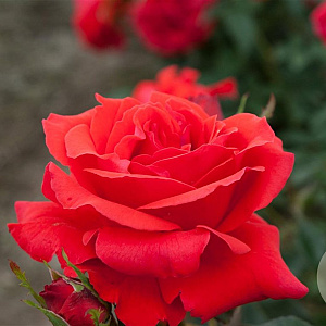 Rosa (T) Duftwolke AA. kwaliteit wortelgoed