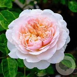 Rosa (H) Emily Brontë A kwaliteit wortelgoed vanaf 2 tak