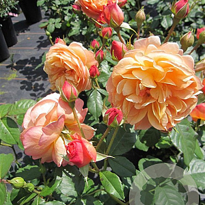 Rosa (H) Eveline Wild A kwaliteit wortelgoed vanaf 2 tak