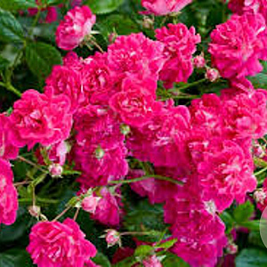 Rosa (K) 'Excelsa' gm 4,0L