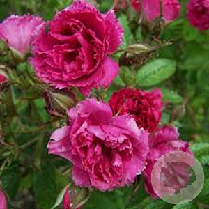 Rosa (R) 'F.J. Grootendorst' gm 4,0L