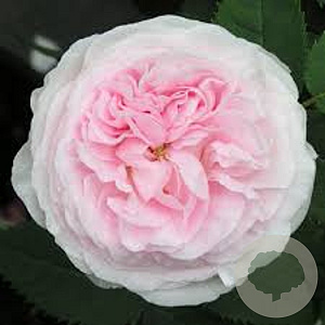 Rosa (H) 'Félicité Parmentier' gm 4,0L