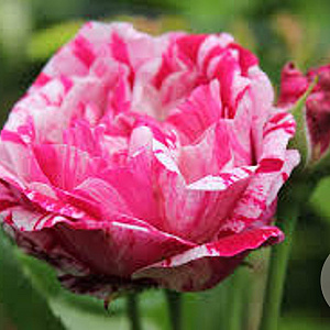 Rosa (H) 'Ferdinand Pichard' gm 4,0L