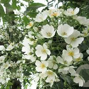 Rosa filipes 'Kiftsgate' gm 4,0L