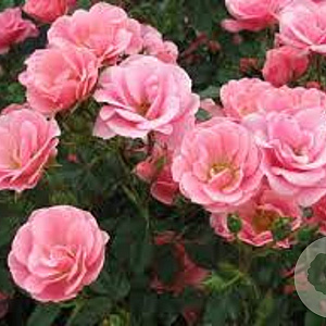 Rosa (H) Global Cover 60 cm stam 5,0L