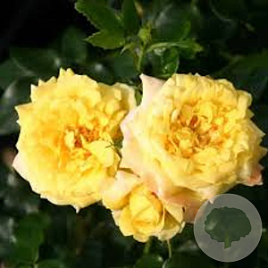 Rosa (K) 'Goldfassade' gm 4,0L