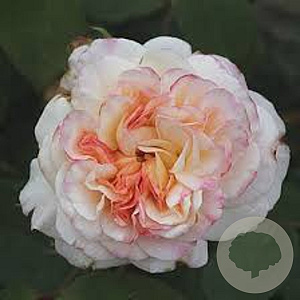 Rosa (F) 'Grüss an Aachen' gm 4,0L